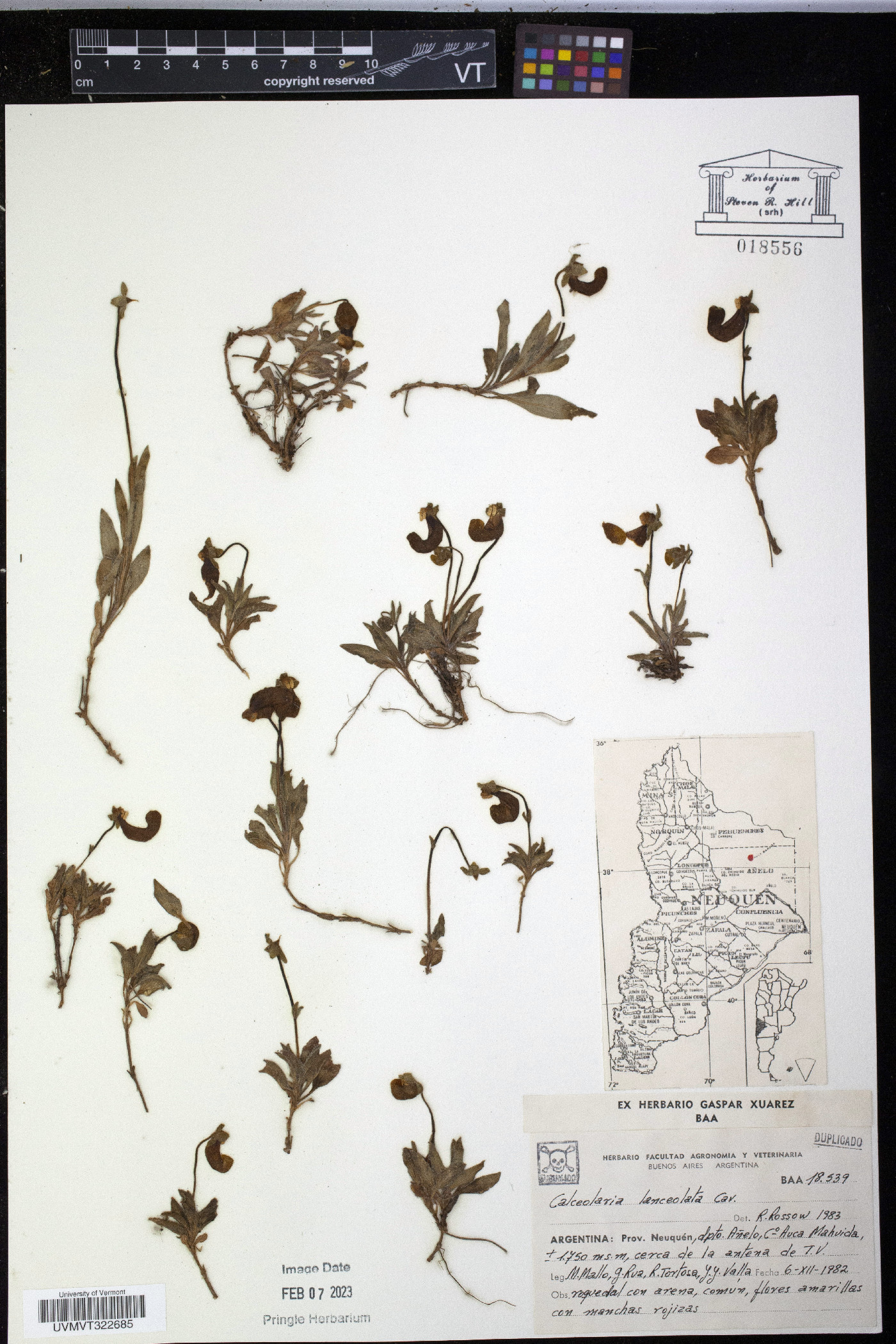 Calceolaria polyrrhiza image