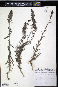 Castilleja arvensis image