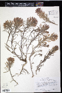 Castilleja covilleana image