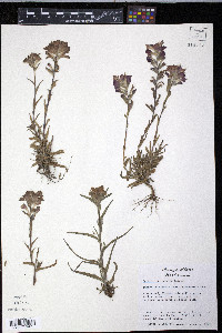 Castilleja indivisa image