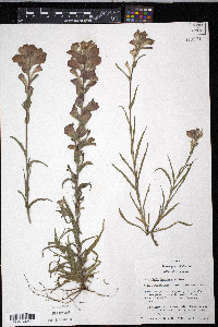 Castilleja indivisa image