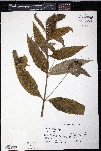 Chelone obliqua image