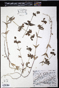 Collinsia heterophylla image