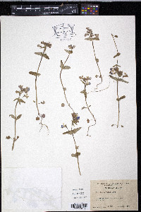 Collinsia verna image