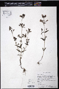 Collinsia violacea image