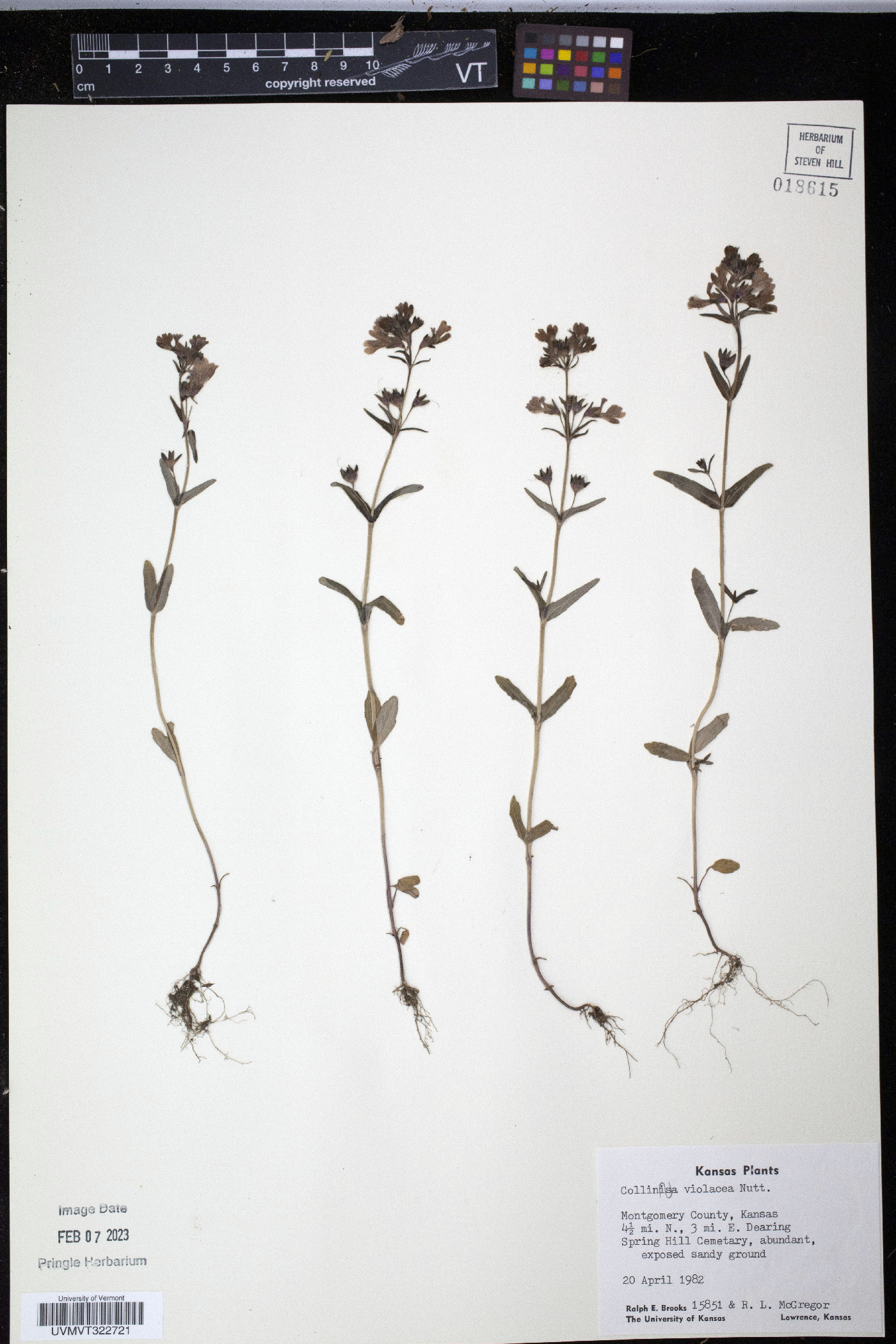 Collinsia violacea image