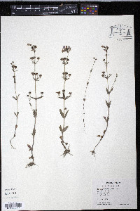 Collinsia violacea image