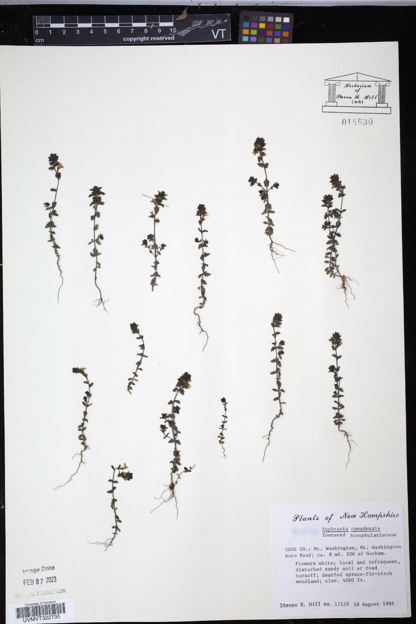 Euphrasia canadensis image