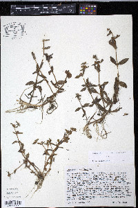 Gratiola virginiana image