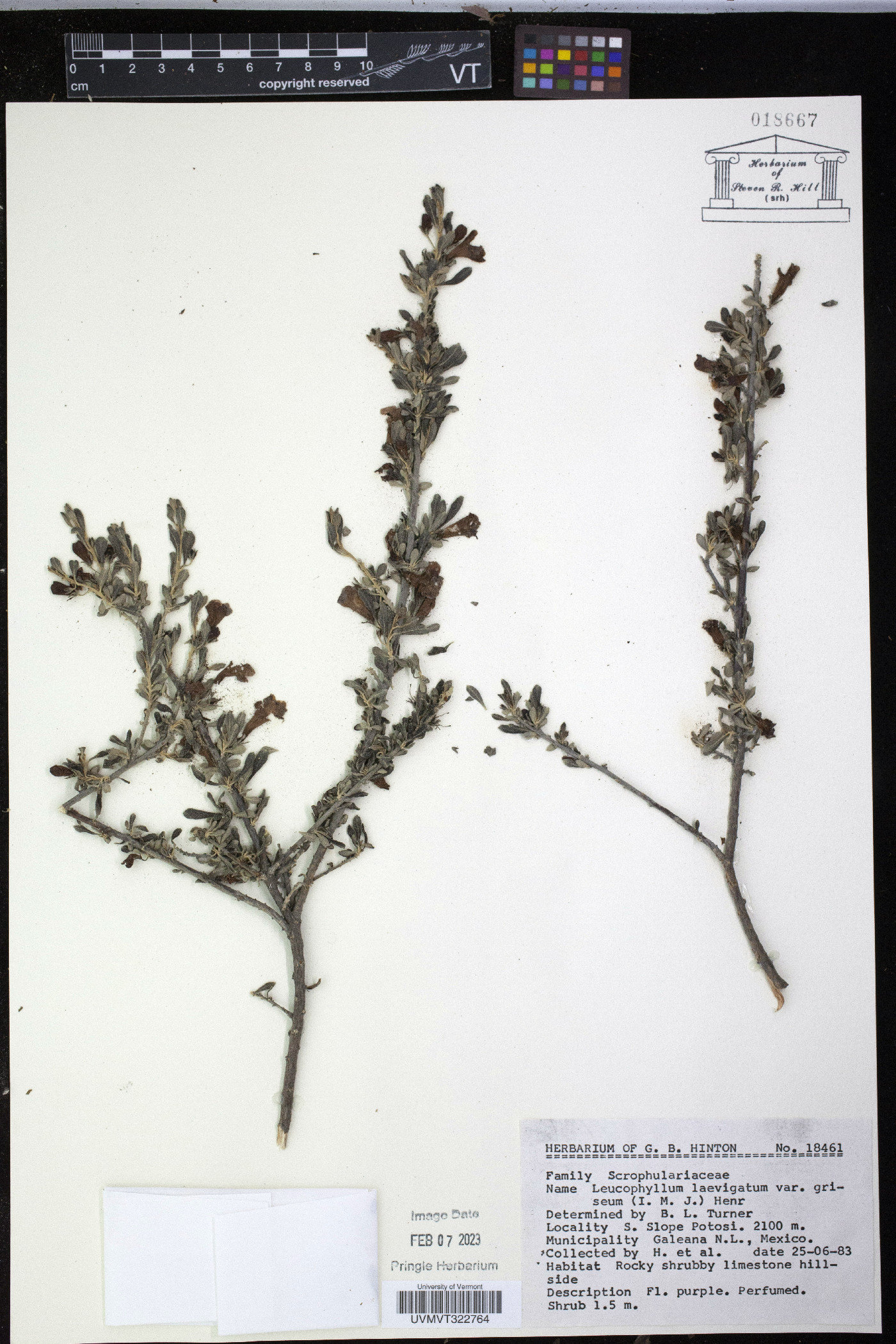 Leucophyllum laevigatum image