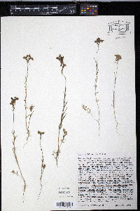 Linaria bipartita image