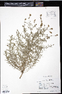 Linaria saxatilis image