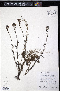 Nuttallanthus texanus image