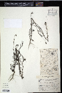 Nuttallanthus texanus image