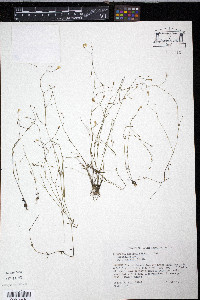 Lindernia monticola image