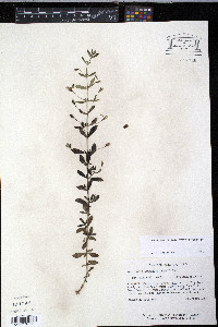 Mecardonia acuminata image