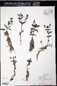 Veronica anagallis-aquatica image