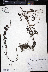 Veronica lysimachioides image