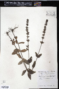 Veronica wormskjoldii image