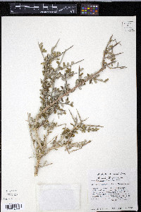 Castela erecta subsp. texana image