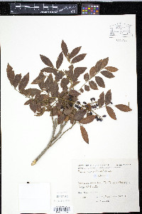Picramnia sellowii image