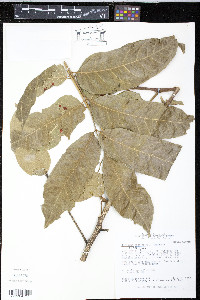 Image of Picramnia excelsa
