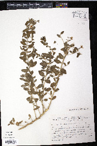 Lycium depressum image