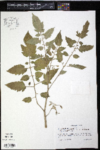 Solanum lycopersicum image