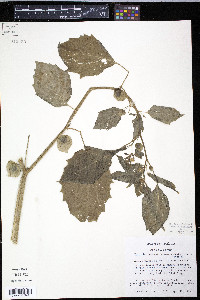 Physalis angulata image