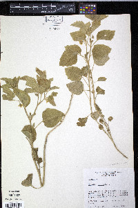 Physalis cinerascens var. cinerascens image