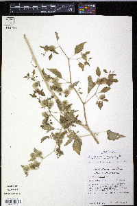 Physalis minima image