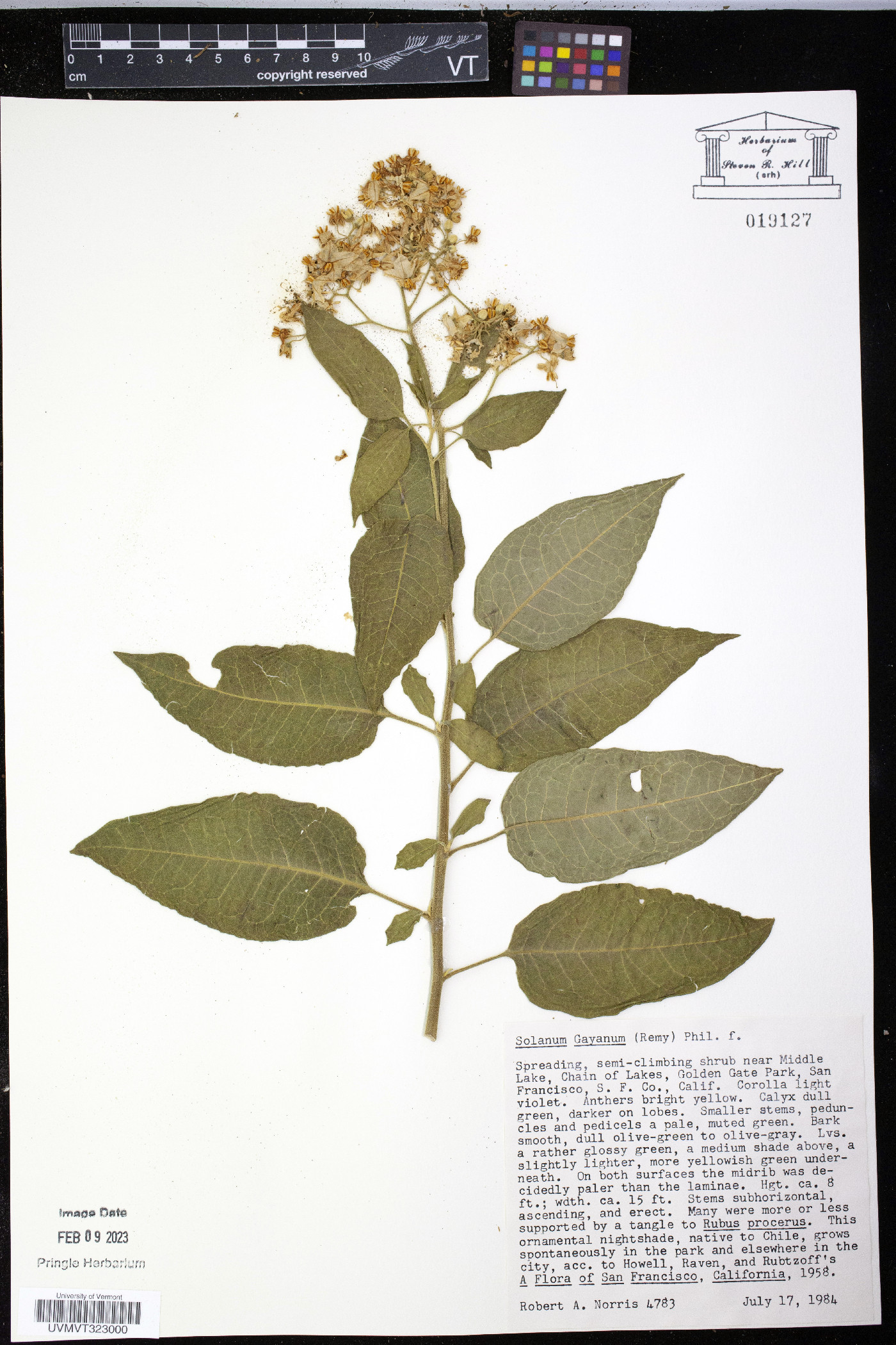Solanum gayanum image