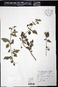 Solanum nigrum image