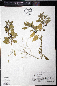 Solanum ptychanthum image