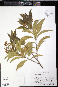 Solanum storkii image