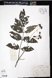 Euscaphis japonica image