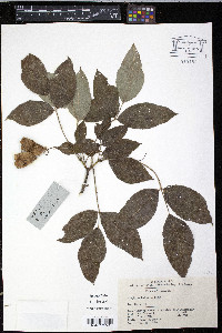 Staphylea holocarpa image