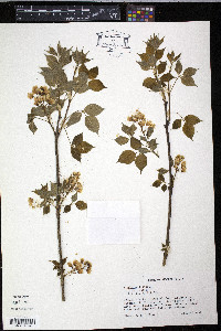 Staphylea trifolia image