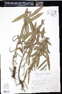 Byttneria scabra image