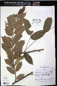 Guazuma ulmifolia image