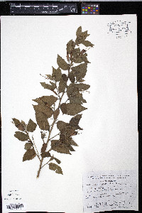 Helicteres guazumaefolia image