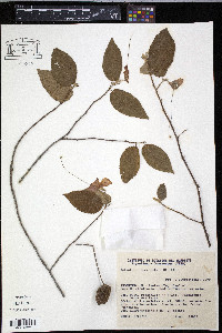 Image of Helicteres macropetala
