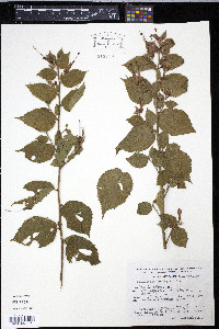 Helicteres guazumifolia image