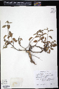 Waltheria indica image