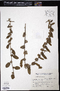 Waltheria indica image