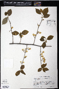 Halesia carolina image