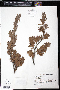 Suriana maritima image