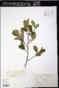 Symplocos paniculata image