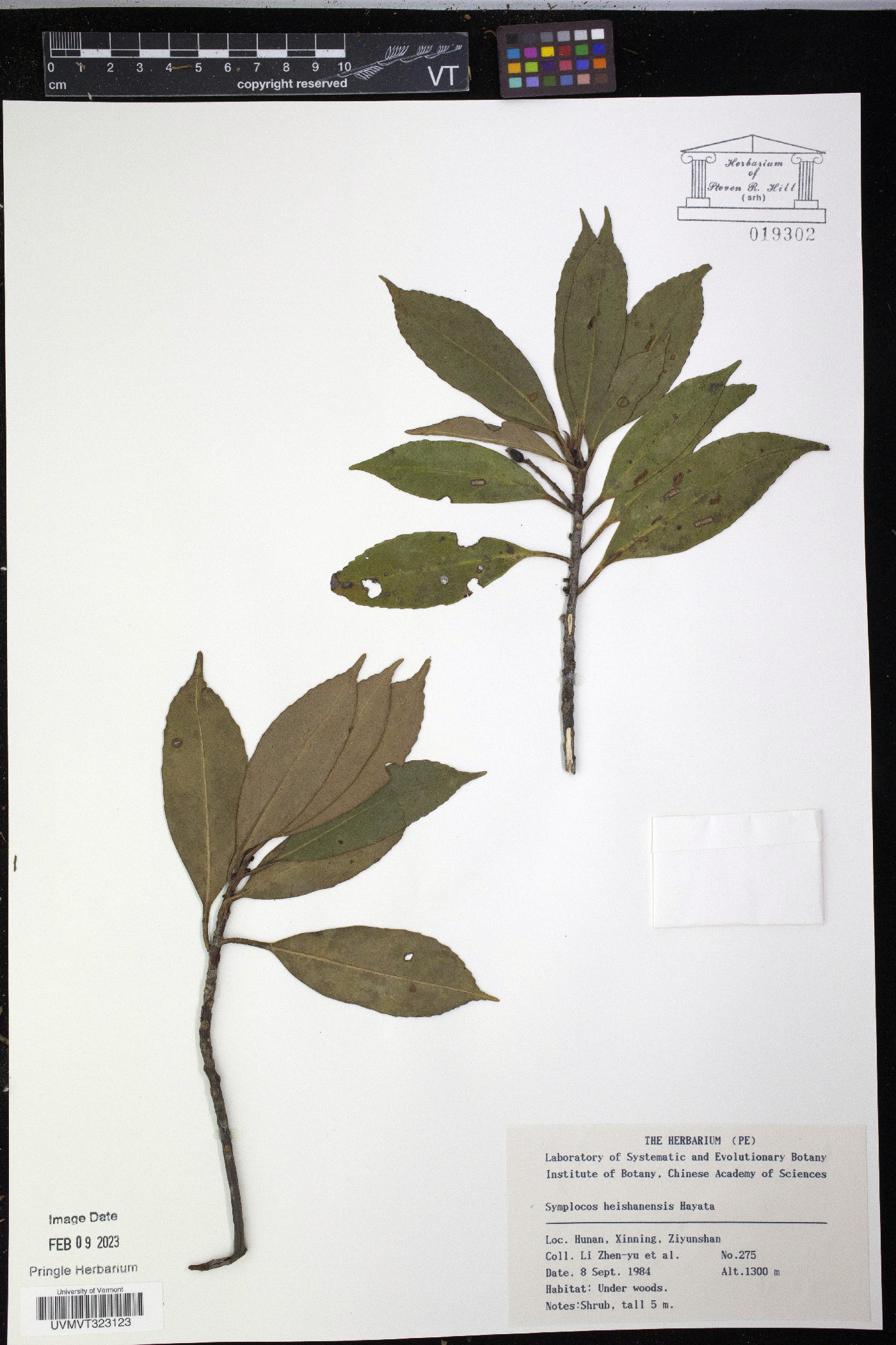 Symplocos heishanensis image