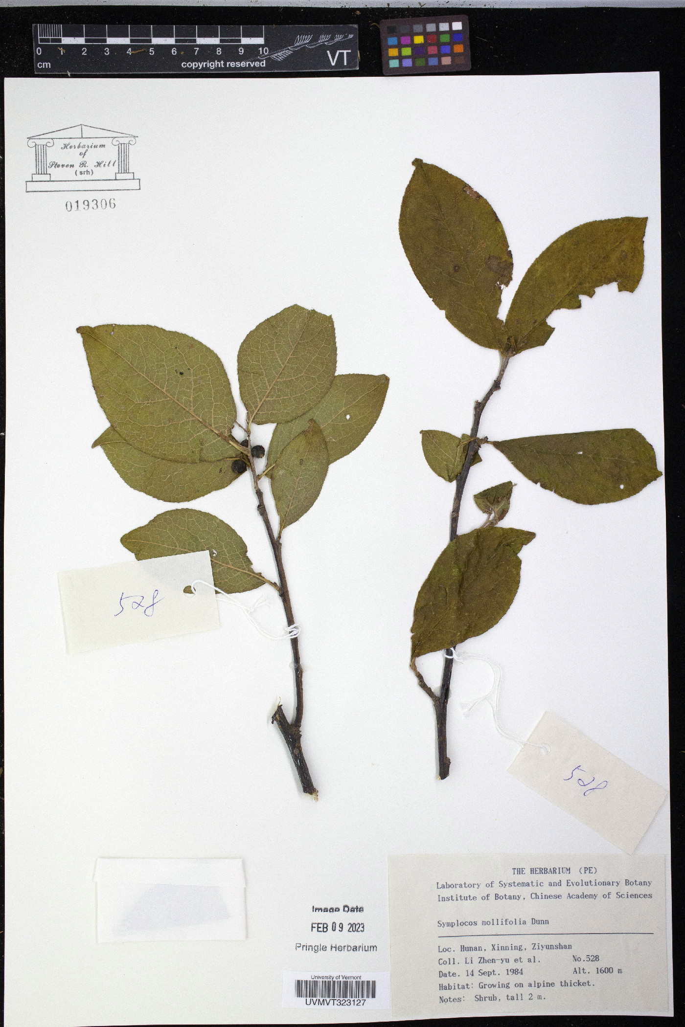 Symplocos lancifolia image